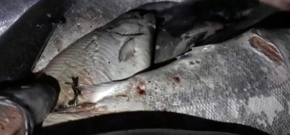 Mortalité poisson saumon d'élevage Mortalité poisson saumon d'élevage