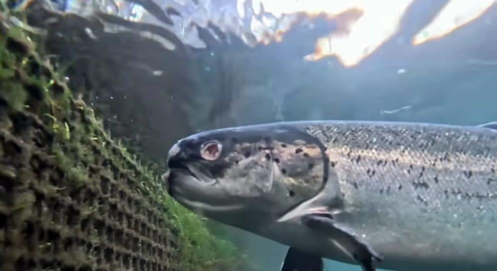 Saumon d’élevage: le scandale caché derrière le poisson préféré des Européens