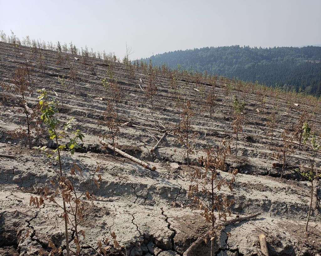 Reboiser ou faire semblant Le scandale des arbres plantés pour mourir en silence