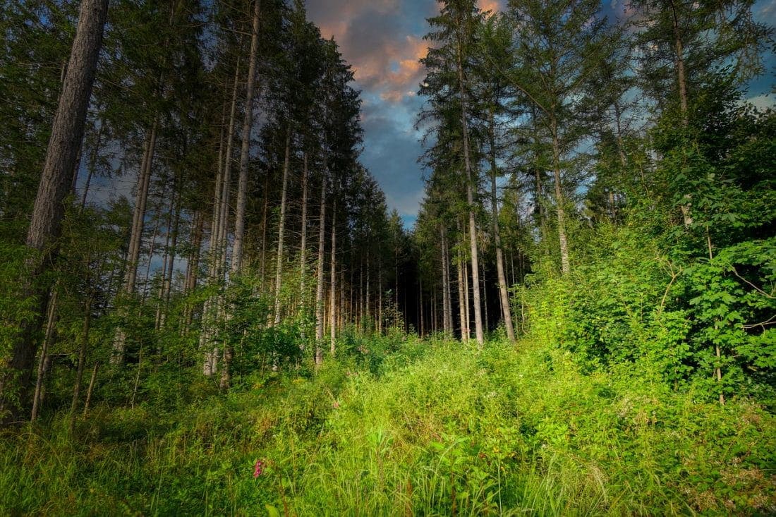 ONF, État, filière bois qui tient vraiment les clés des forêts françaises