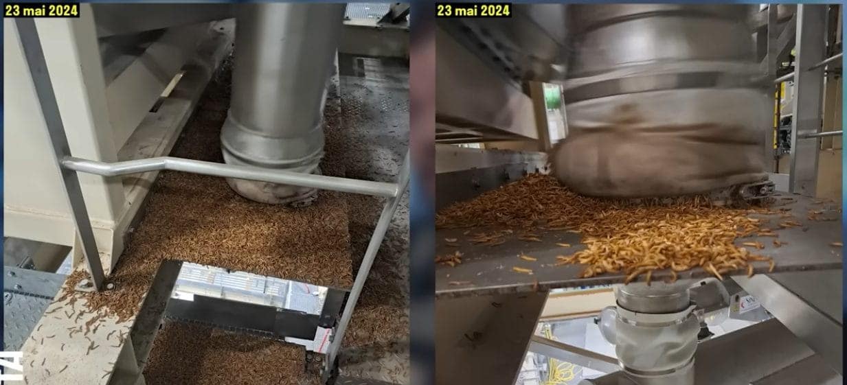 Scandale Ÿnsect la ferme d’insectes “écolo” où il pleuvait des larves et des millions publics