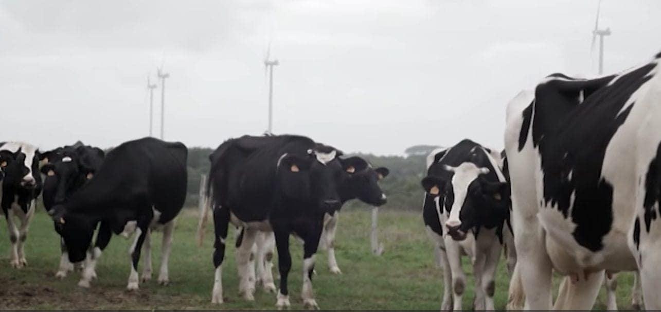 Des ondes et des vaches mortes