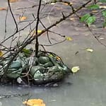 Nestlé Waters: le secret du plastique enfoui Nestlé Waters et Vittel le secret du plastique enfoui