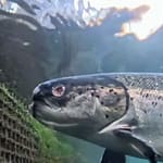 Saumon d’élevage: le scandale caché derrière le poisson préféré des Européens Saumon d’élevage le scandale caché derrière le poisson préféré des Européens