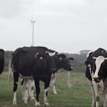 Des ondes et des vaches mortes Des ondes et des vaches mortes