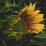 Le piège des graines: pourquoi des agriculteurs ne peuvent plus simplement resemer leur récolte Le piège des graines pourquoi des agriculteurs ne peuvent plus simplement resemer leur récolte