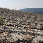 Reboiser ou faire semblant ? Le scandale des arbres plantés pour mourir en silence Reboiser ou faire semblant Le scandale des arbres plantés pour mourir en silence
