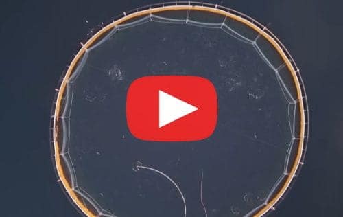 téléverser vidéos saumon d'élevage scandale